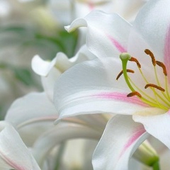 Ольга Хмарная, 17.05, Ирпень