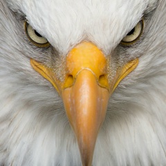 Xas Sham, 30.06, Алматы