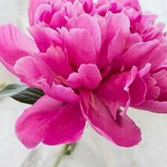 Айгерим Бельгибаева, 13.01, Алматы