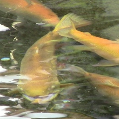 Александр Семашко, 05.06.1980, Ялта