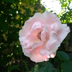 Daniela Staneva, 14.11.1981, Варна
