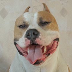 Андрей Герасенко, Москва