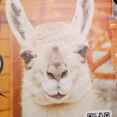 Владимир Лукашов