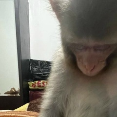 Aye Bandit, 17.02.2007