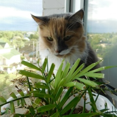 Сергей Терещенко