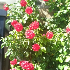 Анна Дробушевская, 05.04