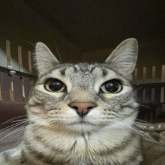 Crisão Naboa-Naosouacrisinhapurra, 01.10