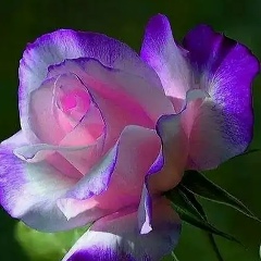 Алена Фейзулина, 07.04.1988, Волгоград