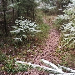Василий Гусев, Москва