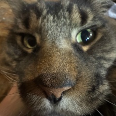 Анжелика Ерёмина (Багаева), Гатчина