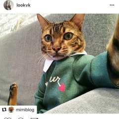 Вася Кошечкин, 29.07, Москва