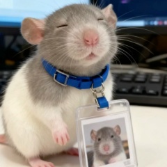 Злата Тарасова, Samut Prakan