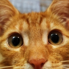 Антон Михалев, 18.10.1989, Санкт-Петербург