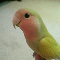 Maxim Morozov, 27.07.1986, Могилёв