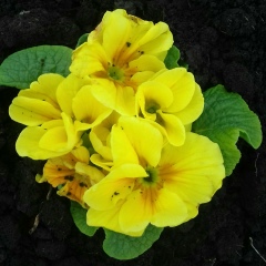 Светлана Чебан, Одесса