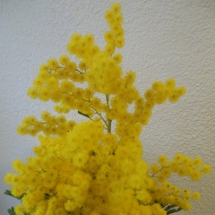 Dinara Lyapina, Санкт-Петербург