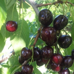 Руслан Русланов, 18.03.1986, Астрахань