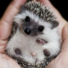 Артем Асаулов, Москва