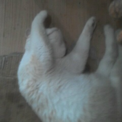 Мухаммад Кадиалиев, 12.05.1995, Санкт-Петербург