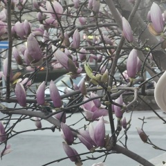 Елена Грек, 06.06