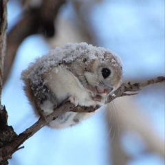 Qasim Mesimov, 19.11.1987, Баку