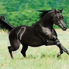 Жигер Абдикерим, 30.07, Алматы