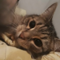 Алёна Карпова, 21.10.2003, Москва