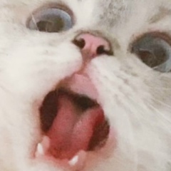 Ари Ашурова, 28.06