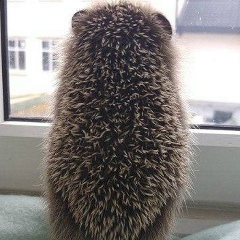 Эльвира Хамраева, 26.03