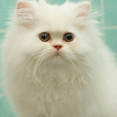 Ольга Григорьева(михайлова), 04.09.1962, Нальчик