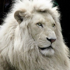 Дмитрий Аверьянов, 05.08.1983, Санкт-Петербург