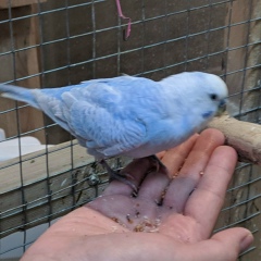 Тамелла Сараманова, 30.06.1985, Красноярск