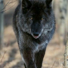 Тамила Садаева