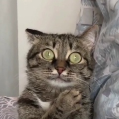 Олег Викер, Рига