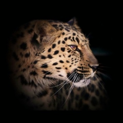 Кобланды Рахметов