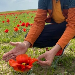 Николай Плетнев, Тараз
