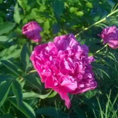 Масло Черного-Тмина, 07.02.2002