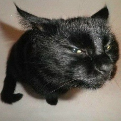 Vahagn Avoyan, 18.12.1991, Ереван