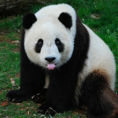 Айгерим Балмурзаева