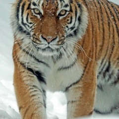 Рахим Редясебов, 10.01, Алматы