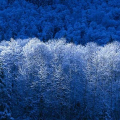 Павел Шандаевский