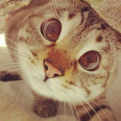 Рамиль Котик, 10.08, Санкт-Петербург