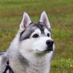 Дмитрий Керко