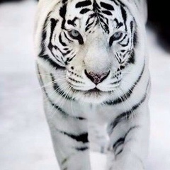 Владимир Владимирович, 01.07, Краснодар