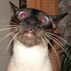 Алия Завгородняя, 10.04, Костанай