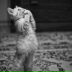Усманов Мурад, Ar Rabī`īyah