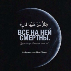 Мухаммад Магамедалиев, Medina