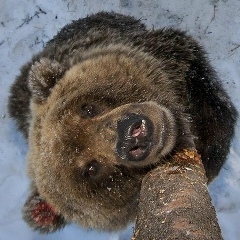 Батыр Ташаев