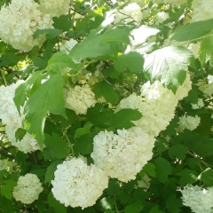 Дарья Жменя, 10.03, Шымкент
