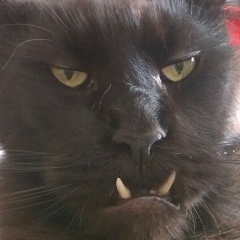 Егор Жихарев, 13.11.1997, Москва